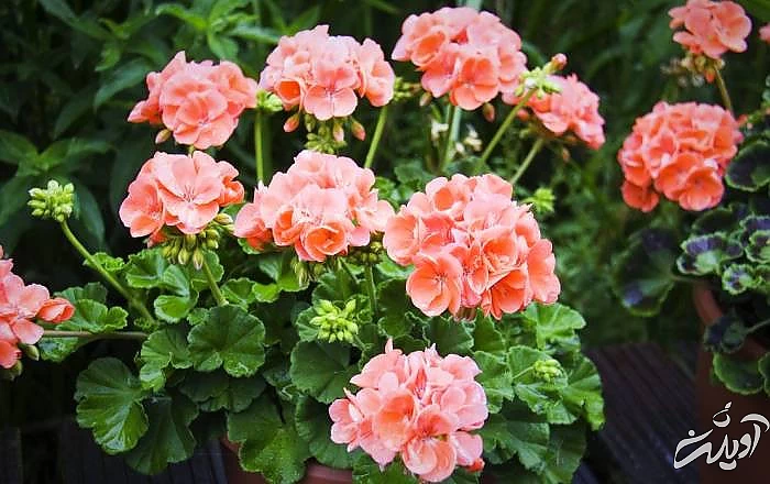 روش های اصولی برای نگهداری از شمعدانی پرورش گل شمعدانی